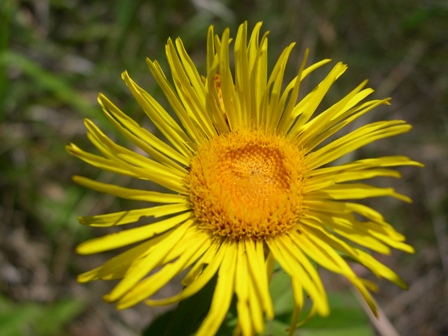 Inula cfr. salicina L.